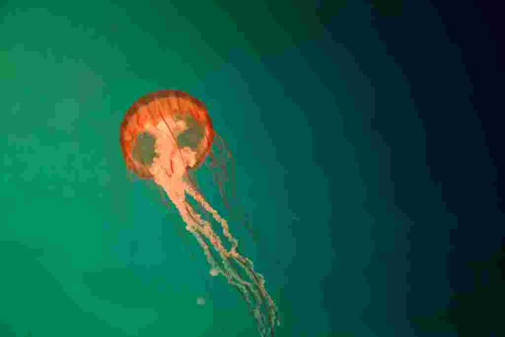 jellyfish-4