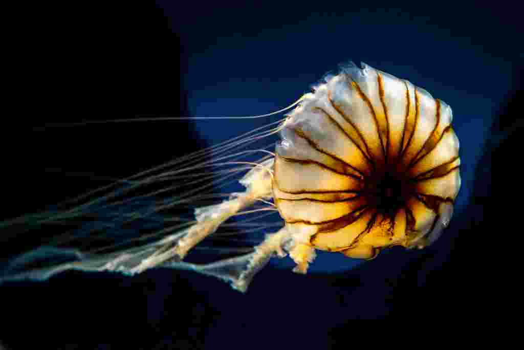 sea-life-london-aquarium-jellyfish-vibrant-orange