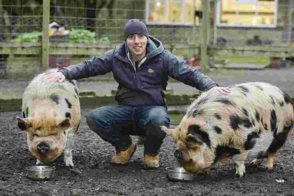Managing Director Ben Wright, 30, who regularly takes Mabel and Betsy the Kunekune pigs, 2, for walks outside Waves adult daycare centre near Huddersfield, West Yorks., November 9 2016. See Ross Parry story RPYPIGS; A pair of porkers have been given a license to trot after their owners got a special permit to take them on pig walkies - on a lead. The Kunakuna pigs, called Mabel and Betsy, enjoy a stroll down a popular canal path as part of their trotting regime after their owners got special permission for the route.  Staff at the care centre for adults with additonal needs, where the duo live, needed the special licence for the monthly outing due to foot and mouth restrictions which classes the walk as 'transportation'. Ben Wright, 30, managing director at the Waves Centre in Slaithwaite, West Yorks., said: "We get some double takes from about 50 metres away and people look and expect to see a dog. "And they get a bit closer and the penny drops - and the dog's reaction is honestly priceless.