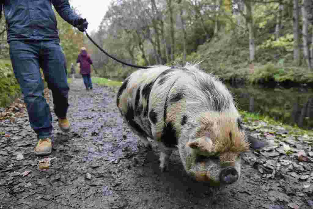 Managing Director Ben Wright, 30, takes Mabel the Kunekune pig, 2, for a walk outside Waves adult daycare centre near Huddersfield, West Yorks., November 9 2016. See Ross Parry story RPYPIGS; A pair of porkers have been given a license to trot after their owners got a special permit to take them on pig walkies - on a lead. The Kunakuna pigs, called Mabel and Betsy, enjoy a stroll down a popular canal path as part of their trotting regime after their owners got special permission for the route.  Staff at the care centre for adults with additonal needs, where the duo live, needed the special licence for the monthly outing due to foot and mouth restrictions which classes the walk as 'transportation'. Ben Wright, 30, managing director at the Waves Centre in Slaithwaite, West Yorks., said: "We get some double takes from about 50 metres away and people look and expect to see a dog. "And they get a bit closer and the penny drops - and the dog's reaction is honestly priceless.