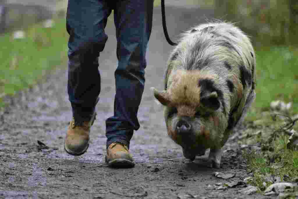 Managing Director Ben Wright, 30, takes Mabel the Kunekune pig, 2, for a walk outside Waves adult daycare centre near Huddersfield, West Yorks., November 9 2016. See Ross Parry story RPYPIGS; A pair of porkers have been given a license to trot after their owners got a special permit to take them on pig walkies - on a lead. The Kunakuna pigs, called Mabel and Betsy, enjoy a stroll down a popular canal path as part of their trotting regime after their owners got special permission for the route.  Staff at the care centre for adults with additonal needs, where the duo live, needed the special licence for the monthly outing due to foot and mouth restrictions which classes the walk as 'transportation'. Ben Wright, 30, managing director at the Waves Centre in Slaithwaite, West Yorks., said: "We get some double takes from about 50 metres away and people look and expect to see a dog. "And they get a bit closer and the penny drops - and the dog's reaction is honestly priceless.