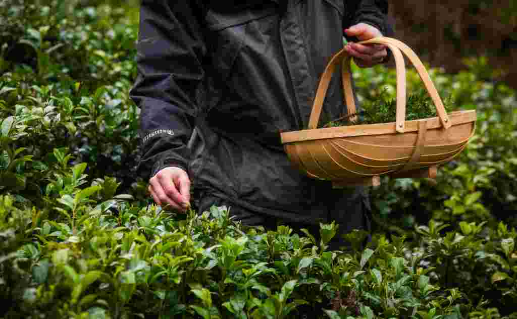 Tom Hughes picks tea at the Tregothnan Estate in Cornwall. See SWNS story SWTEA; Britain's balmy winter has seen a record-breaking crop at England's only - TEA plantation. Crops at Tregothnan Estate in Cornwall have been boosted by exceptionally mild conditions.The region has been even warmer than Darjeeling in India, which is known as the Champagne of Teas, and as such the estate has been able to harvest much later into the season than its illustrious counterpart. With temperatures consistently in the teens, bosses say they have even had Santa out plucking tea this week to highlight the unique 365 day a year operation. Jonathan Jones, who is the MD for trade at the company, says it could not have come at a better time - as the classic brew has never been so popular. He said: "The traditional tea season runs from April to September - but we will be plucking all the way through the winter as well. "Cornwall has its own micro climate and is remarkably mild, warm and wet throughout the year. High quality tea thrives in those conditions. "The weather this week is warmer than in Darjeeling - they are not even doing it in India.