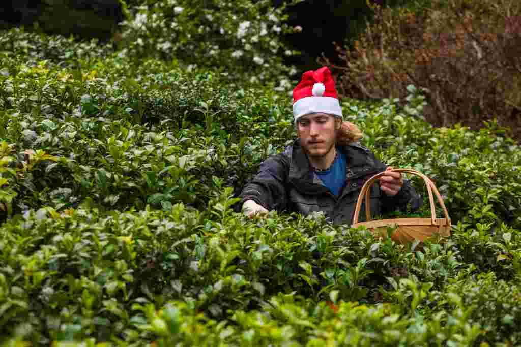 Tom Hughes picks tea at the Tregothnan Estate in Cornwall. See SWNS story SWTEA; Britain's balmy winter has seen a record-breaking crop at England's only - TEA plantation. Crops at Tregothnan Estate in Cornwall have been boosted by exceptionally mild conditions.The region has been even warmer than Darjeeling in India, which is known as the Champagne of Teas, and as such the estate has been able to harvest much later into the season than its illustrious counterpart. With temperatures consistently in the teens, bosses say they have even had Santa out plucking tea this week to highlight the unique 365 day a year operation. Jonathan Jones, who is the MD for trade at the company, says it could not have come at a better time - as the classic brew has never been so popular. He said: "The traditional tea season runs from April to September - but we will be plucking all the way through the winter as well. "Cornwall has its own micro climate and is remarkably mild, warm and wet throughout the year. High quality tea thrives in those conditions. "The weather this week is warmer than in Darjeeling - they are not even doing it in India.