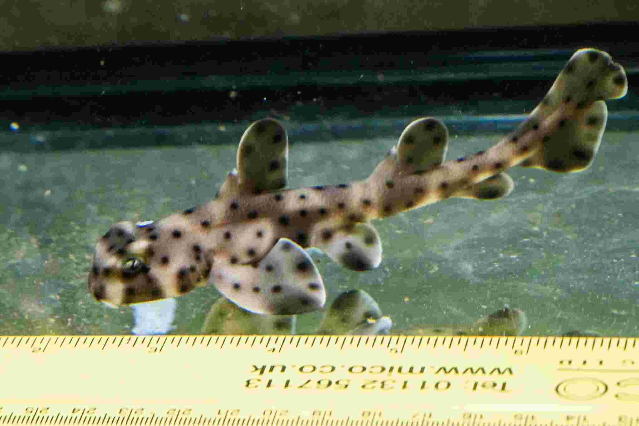 There’s a New Kid in Town at Sea Life Brighton – Entertain the kids